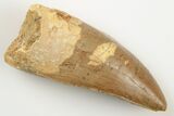 Serrated, Carcharodontosaurus Tooth - Robust Tooth #192927-1